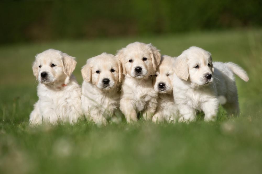 veil du chiot