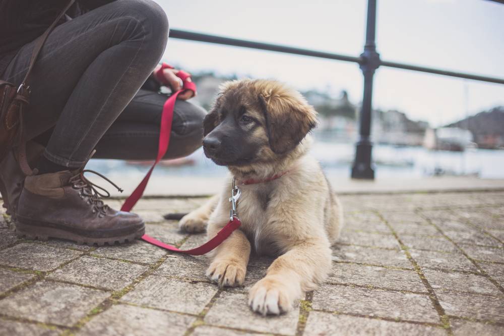 anxiété du chien Saubusse