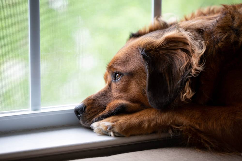 chien anxieux
