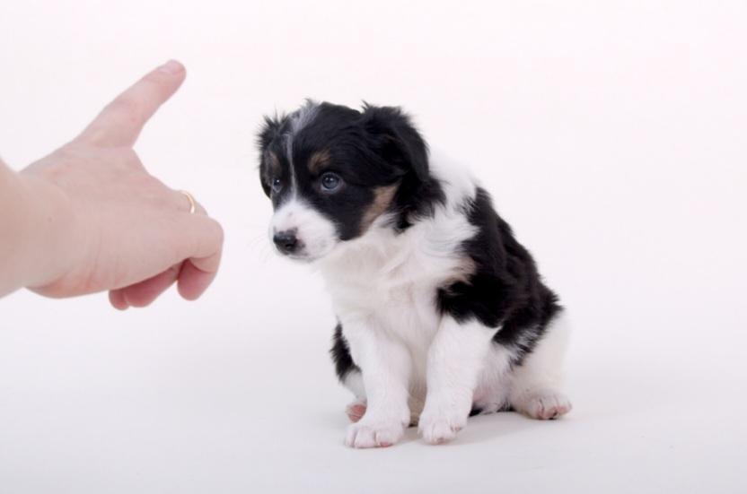 Chiot 