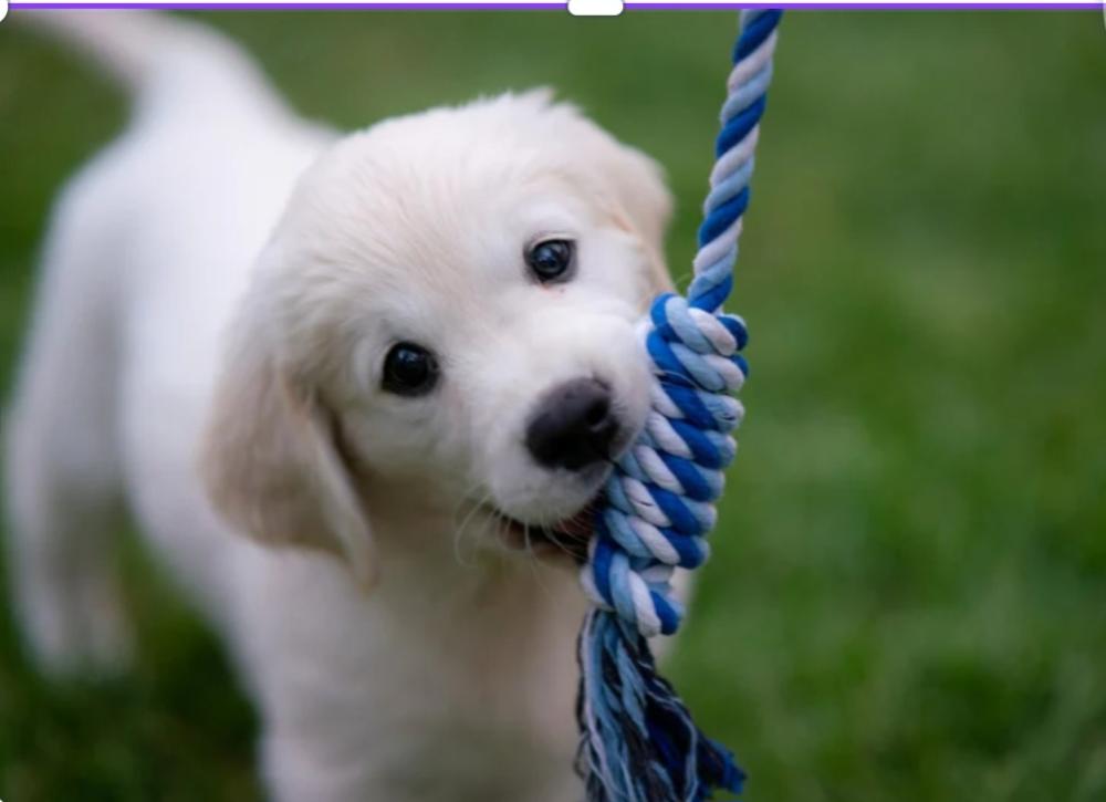 Screenshot_20240130_205323_Canva