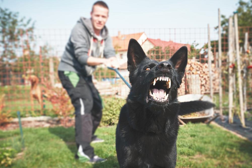 Chien agressif (1)